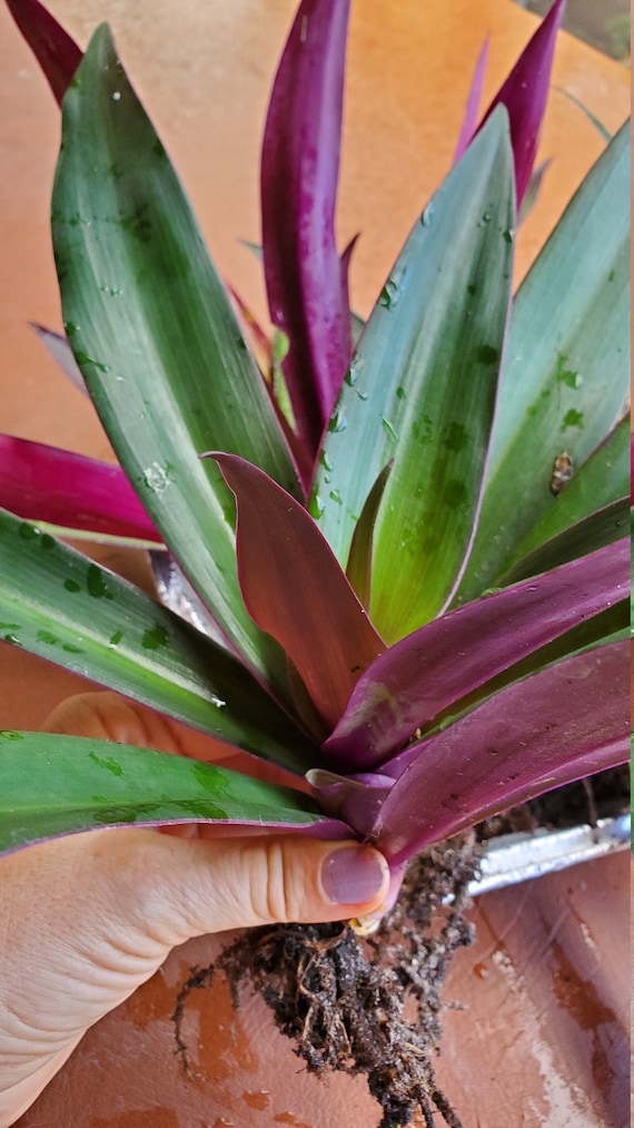 Oyster Plant, Tradescantia Spathacea, Moses-in-the-cradle - Etsy