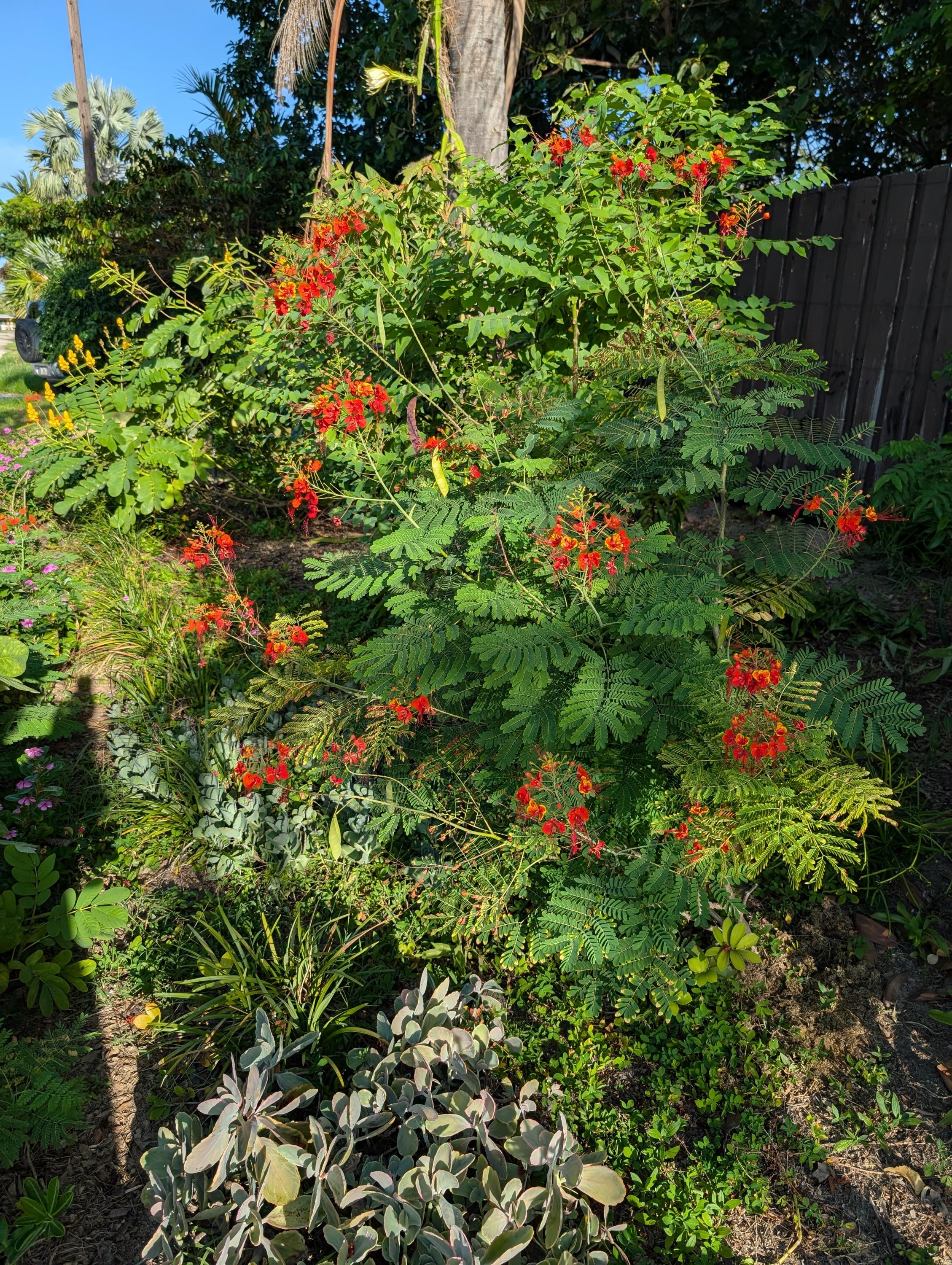 Caesalpinia Pulcherrima 10 Seeds /dwarf Poinciana, Peacock Flower
