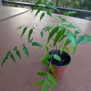 Neem tree /  Azadirachta Indica / Indian Lilac Organic Seedling