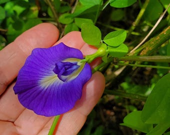 Butterfly Pea 30 Seeds /Clitoria Ternatea / Asian Pigeonwings