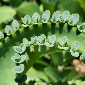 May include: A close-up of a green succulent plant with small, light green leaves growing along the edge of a leaf.