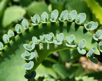 Mother of Thousands, Kalanchoe daigremontiana, Mexican Hat Plant succulent