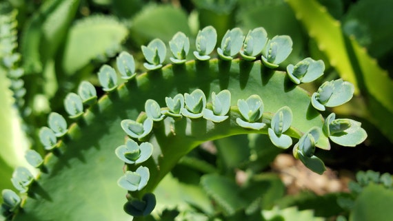 Mother of Thousands, Kalanchoe daigremontiana, Mexican Hat Plant succulent