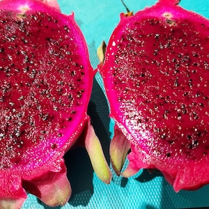 Rooted Dragon fruit / Pitaya Cactus &#39;Tricia&#39;