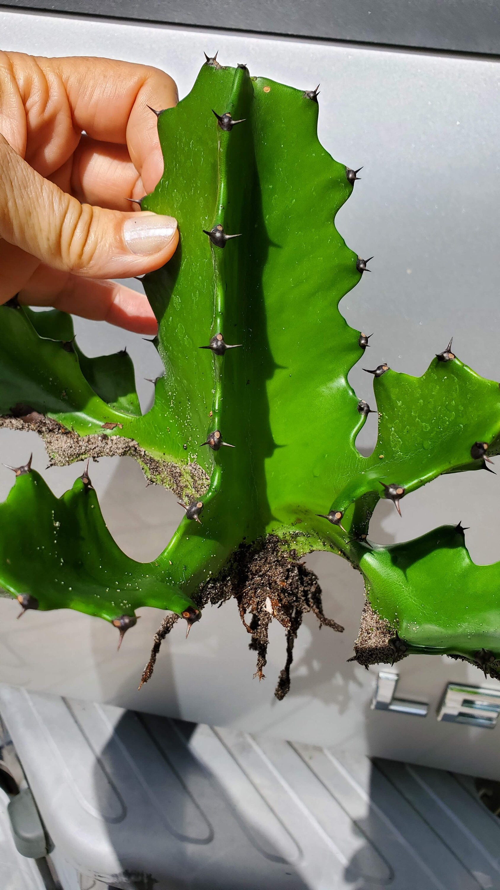 Euphorbia Bougheyi / Ribbon Cactus / Ribbon Spurge, rooted - Etsy 日本