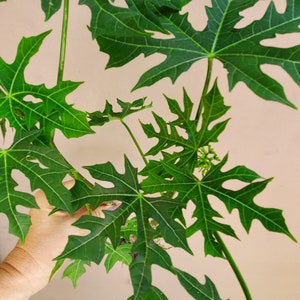 Spinach tree / Chaya/ Cnidoscolus aconitifolius-Star / Estrella Variety