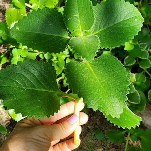 Coleus amboinicus 2 fresh cuttings/Cuban oregano/Mexican mint/ image 1