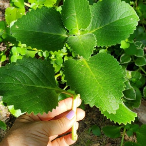 6 Coleus amboinicus fresh cuttings/Cuban oregano/Mexican mint/