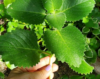 6 Coleus amboinicus fresh cuttings/Cuban oregano/Mexican mint/