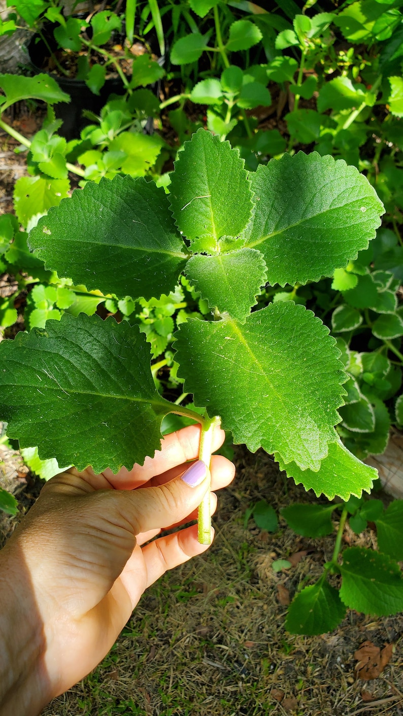 Coleus amboinicus 2 fresh cuttings/Cuban oregano/Mexican mint/ image 1