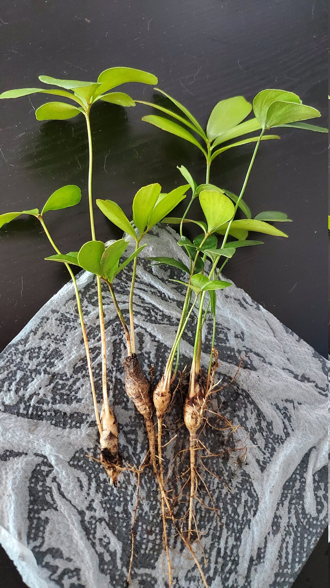 palmeras de cartón Zamia furfuracea México