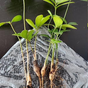 5 Cardboard Palms / Zamia furfuracea