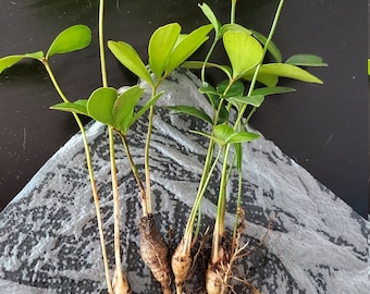 5 Cardboard Palms / Zamia furfuracea