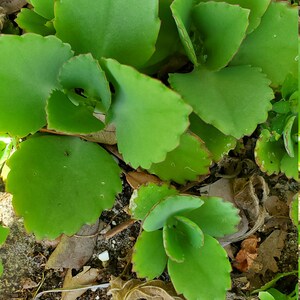 May include: A close-up of a green succulent plant with thick, fleshy leaves. The plant is growing in a bed of brown dirt and leaves.