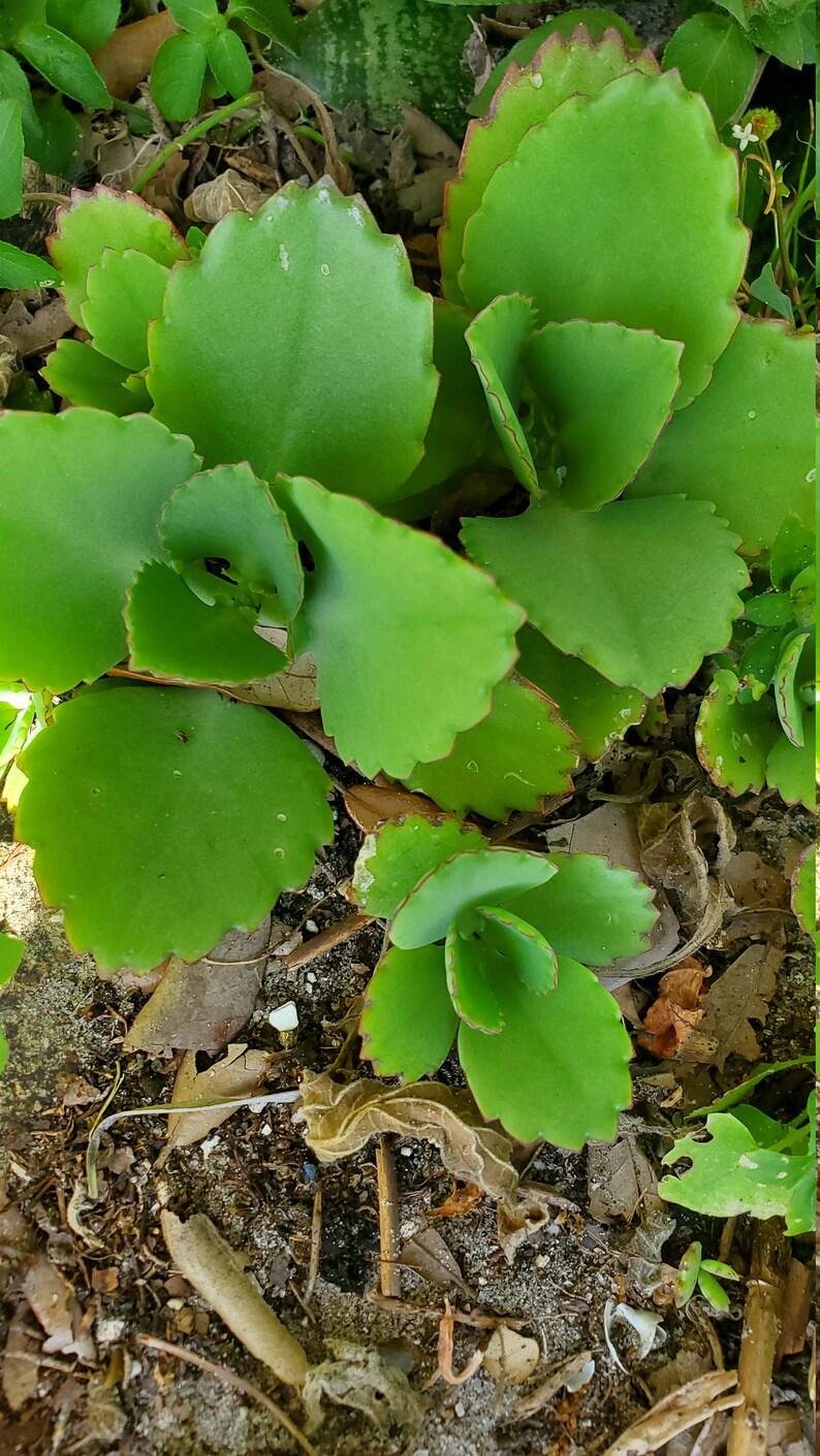May include: A close-up of a green succulent plant with thick, fleshy leaves. The plant is growing in a bed of brown dirt and leaves.