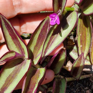 Tradescantia Zebrina Plant several clippings / Inch Plant/ Tradescantia pendula /Wandering Jew Plant