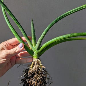 Sansevieria Starfish, Snake Plant, Sansevieria Boncel