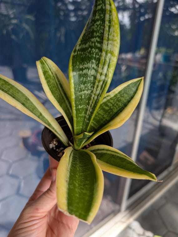 Variegated Snake Plant / Sansevieria Futura Superba / Easy Care