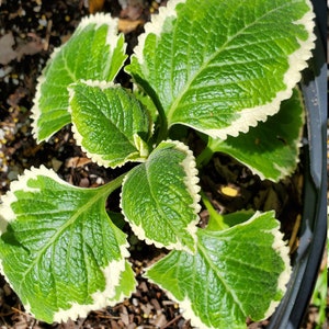 Variegated Cuban oregano rooted plant, Coleus amboinicus