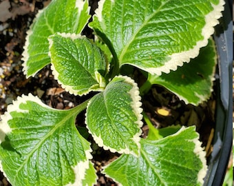 Variegated Cuban oregano rooted plant, Coleus amboinicus