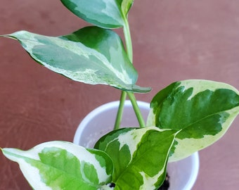 N’joy pothos, Epipremnum aureum 'n'joy'