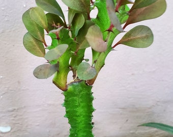 Euphorbia Trigona 'african Milk Tree' Cactus - Etsy