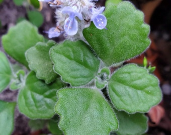 Vick’s Vapor Rub / Plectranthus tomentosa / Succulent Coleus