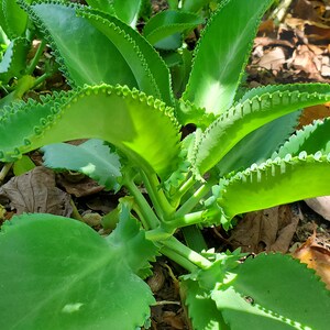May include: A close-up of a green succulent plant with scalloped leaves. The plant is growing in a garden setting with brown leaves and dirt.