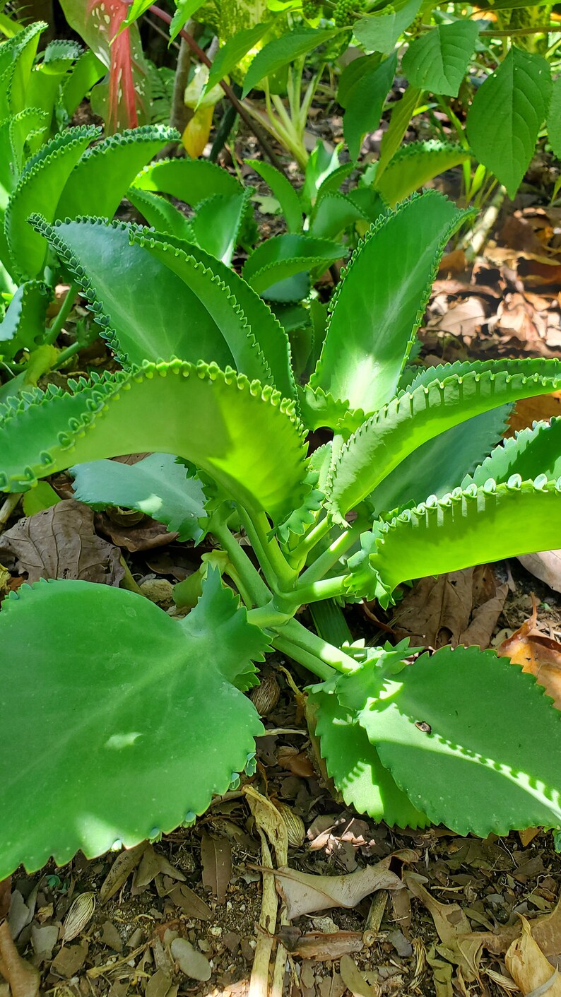 May include: A close-up of a green succulent plant with scalloped leaves. The plant is growing in a garden setting with brown leaves and dirt.