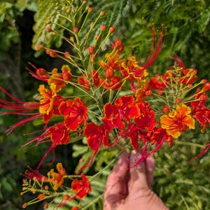 Caesalpinia Pulcherrima 6 Seeds, Dwarf Poinciana, Peacock Flower, Pride of Barbados