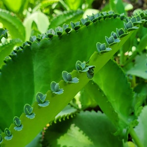 May include: Close-up of a green succulent plant with scalloped leaves and small, green buds growing along the edges.