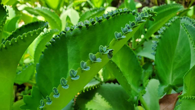 May include: Close-up of a green succulent plant with scalloped leaves and small, green buds growing along the edges.