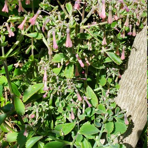 May include: A close-up of a succulent plant with pink flowers. The plant has thick, green leaves with scalloped edges. The flowers are bell-shaped and hang down from the stems.