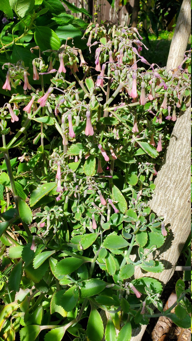 May include: A close-up of a succulent plant with pink flowers. The plant has thick, green leaves with scalloped edges. The flowers are bell-shaped and hang down from the stems.
