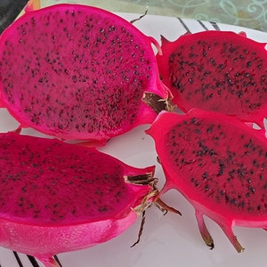 Rooted Dragon fruit / Pitaya Cactus 'Tricia'