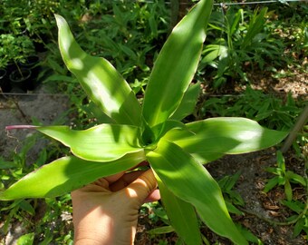 Easy Care Basket Chain Plant Callisia fragrans "Family Doctor" Wandering Jew Easy Care Basket Chain Plant Callisia fragrans "Family Doctor" Wandering Jew