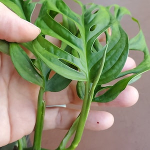 2 Monstera adansonii cuttings/ Swiss cheese plant/ Monstera friedrichsthalii / Monstera Monkey Mask