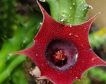 2 Huernia macrocarpa plants, succulent