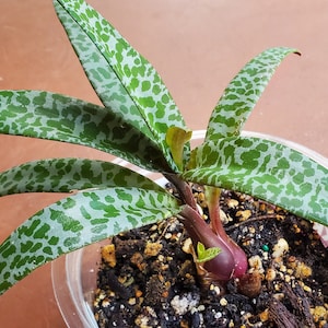 Forever Rich Plant Etsy