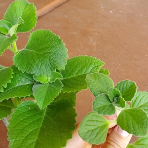 Coleus amboinicus 2 fresh cuttings/Cuban oregano/Mexican mint/ image 4