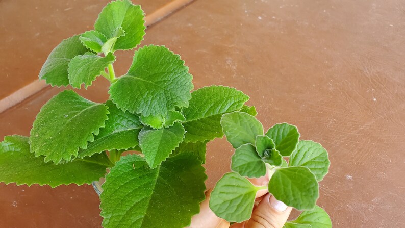 Coleus amboinicus 2 fresh cuttings/Cuban oregano/Mexican mint/ image 4