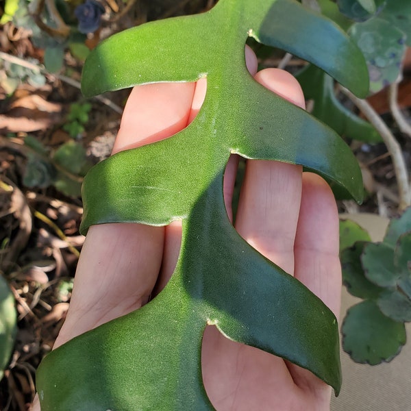 Selenicereus anthonyanus / Fishbone Cactus, Fishbone Orchid Cactus, Ric Rac Orchid Cactus, Zig-Zag Cactus, St. Anthony's Rik-Rak