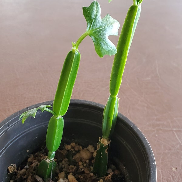 Cissus quadrangularis, Veld grape, Cucumber Cactus,  Adamant Creeper, Pirandai, Veldt Grape, asthisamharaka, hadjod