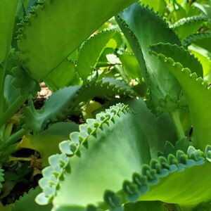 May include: Close-up of a green succulent plant with scalloped leaves. The leaves have a textured, serrated edge.