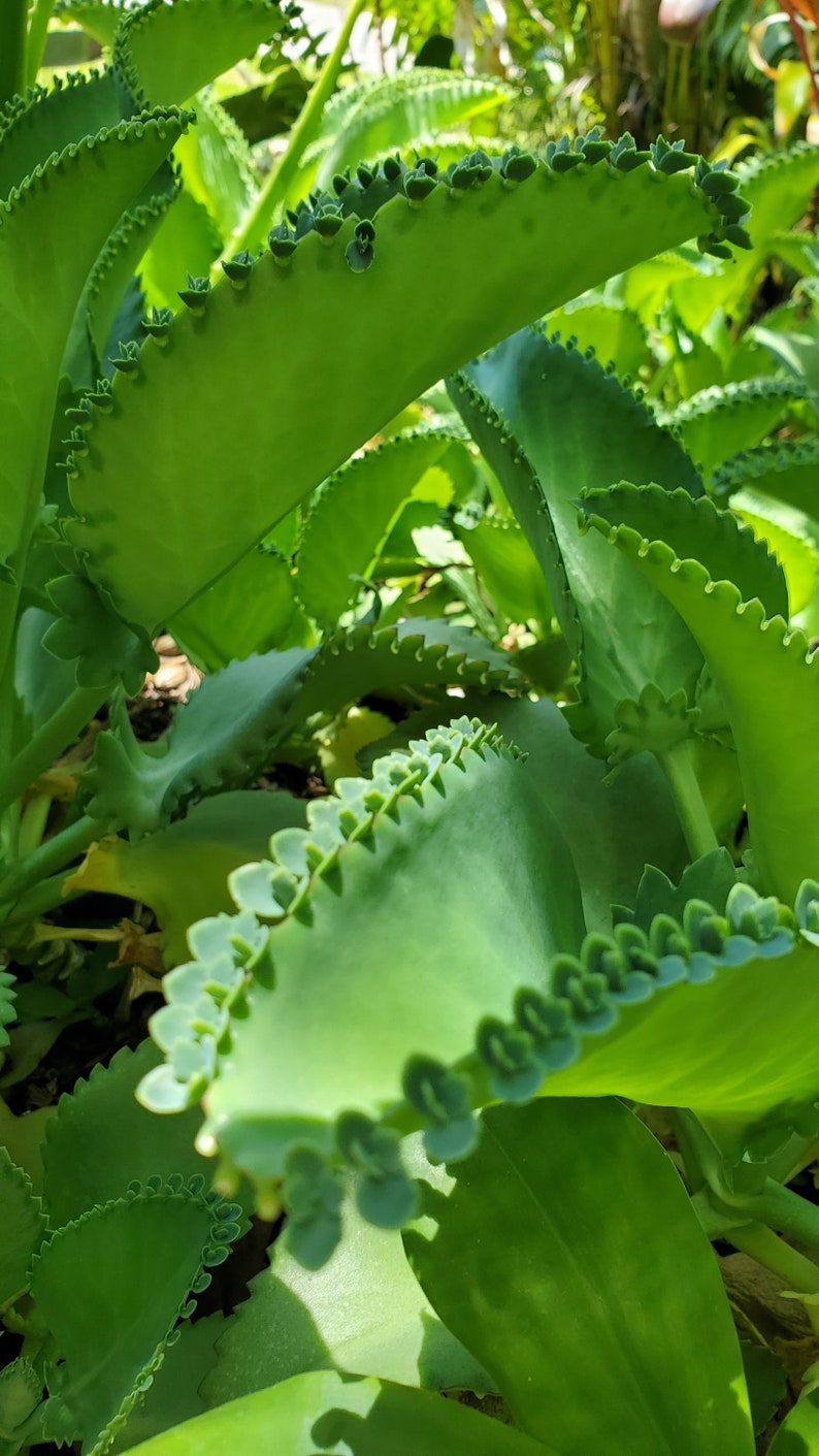 May include: Close-up of a green succulent plant with scalloped leaves. The leaves have a textured, serrated edge.