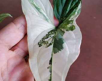 Syngonium podophyllum albo-variegatum, Syngonium Albo