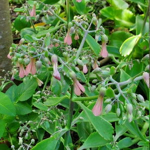 May include: A close-up of a pink flowering succulent plant with green leaves. The plant has many small pink flowers and buds.