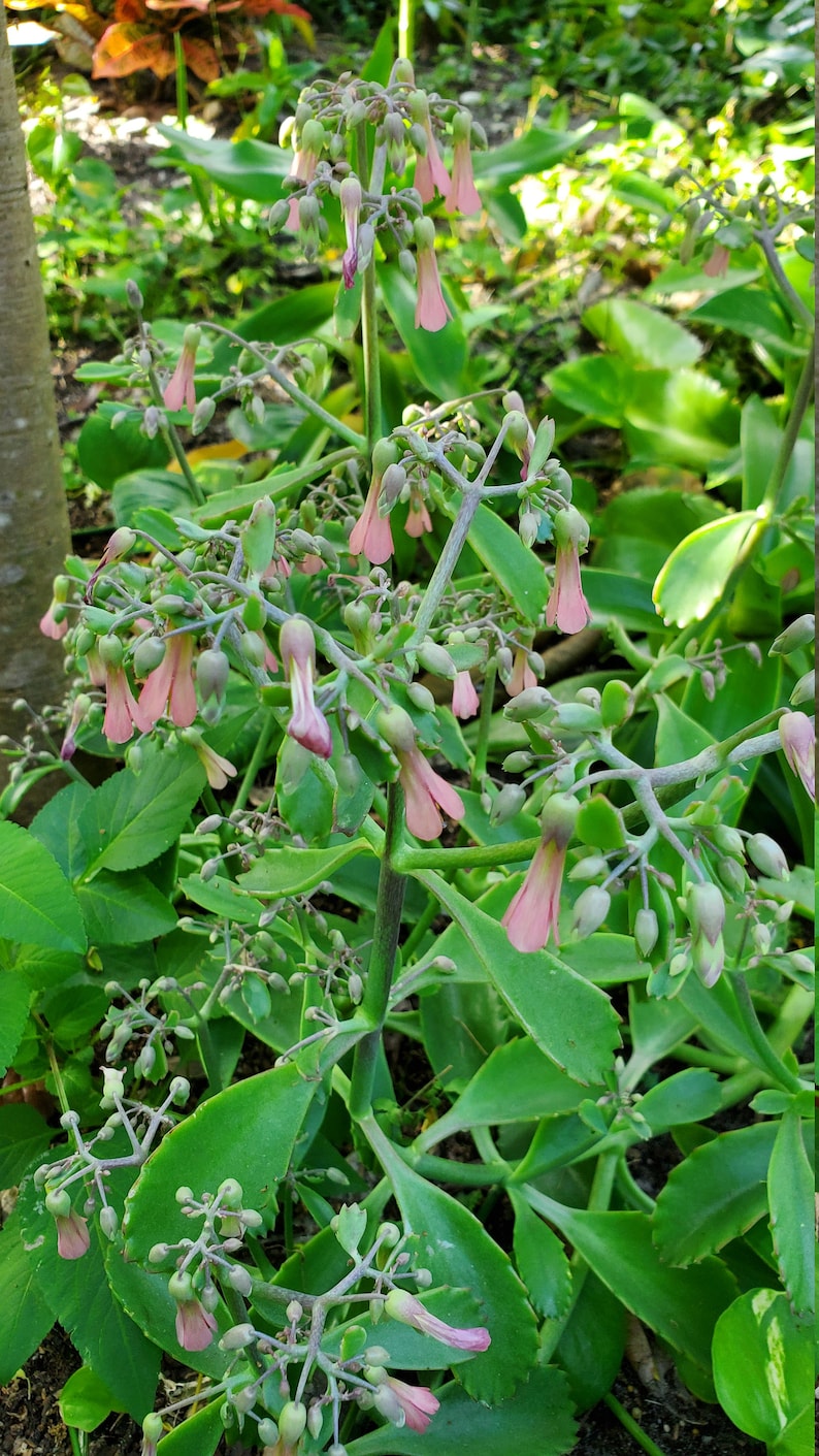 May include: A close-up of a pink flowering succulent plant with green leaves. The plant has many small pink flowers and buds.