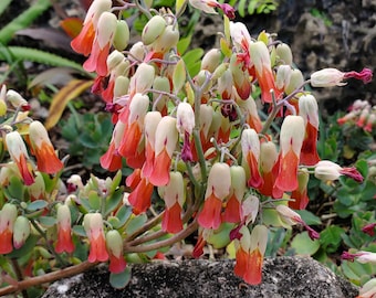 4 Kalanchoe Laxiflora 5-10 Inch/ Milky Widow's Thrill - Etsy