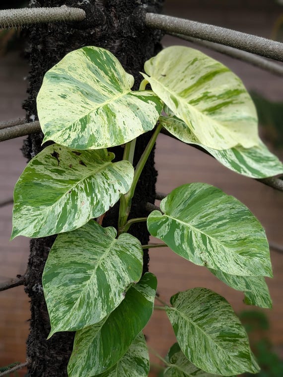 Epipremnum Snow Queen, 4" Plant